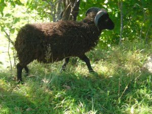 Agneau né en Avril 2014 de Mère noire et de Père Blanc